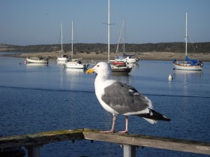 seagull